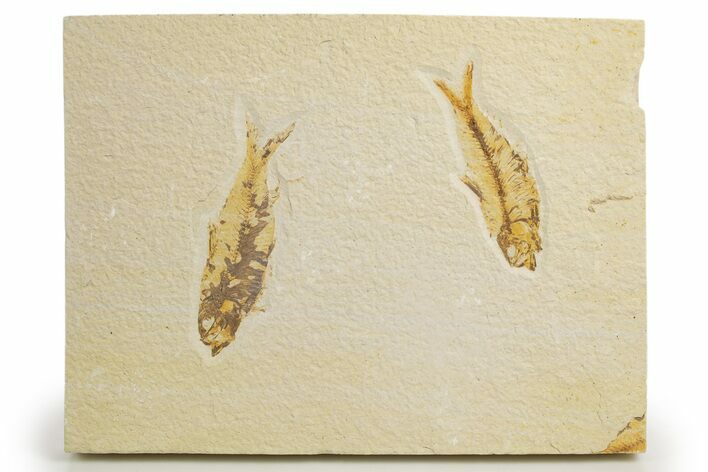 Pair Of Fossil Fish (Knightia) - Wyoming #320423